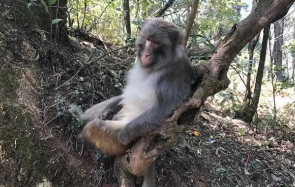 女子登山遭猴子薅头发扒衣服,全程不反抗,对此你怎么看?