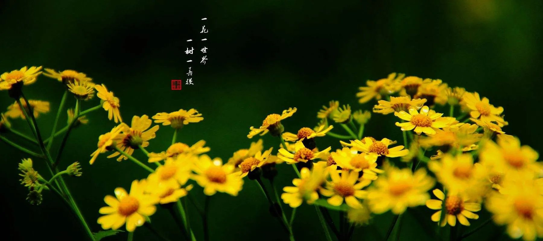 一花一世界,一树一菩提 是什么意思