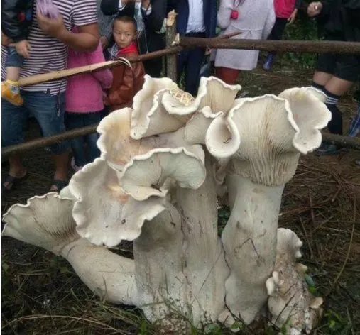 云南腾冲发现巨型野生菌有多大?