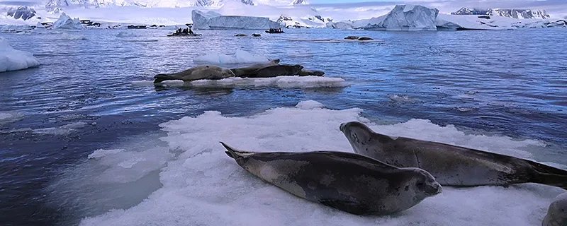 海洋生物有哪些