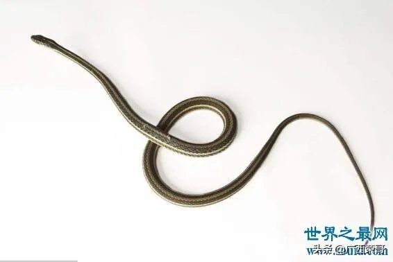 常见的十大无毒的蛇分别有哪些?