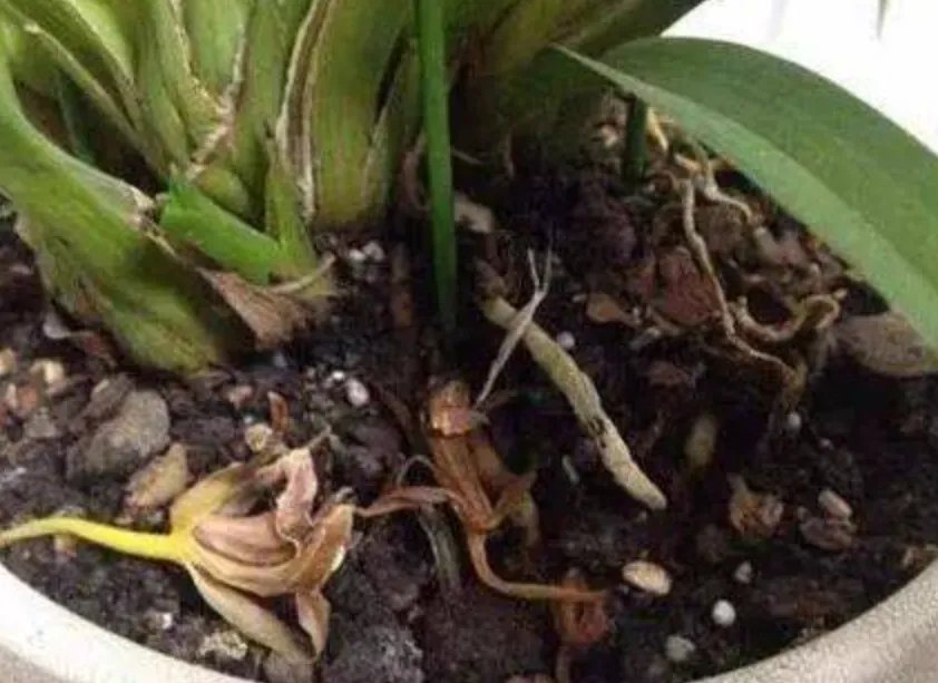 花盆里有小飞虫怎么办?