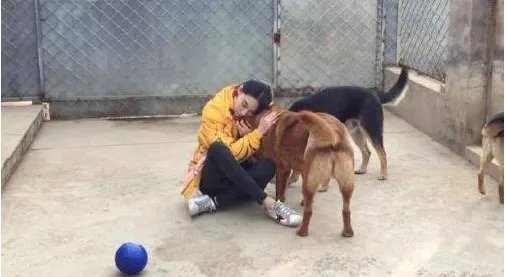 为什么张馨予训狗惨被咬到了?