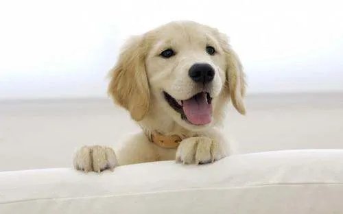 金毛犬狂走100公里回家,人和狗的情谊究竟可以有多深厚?