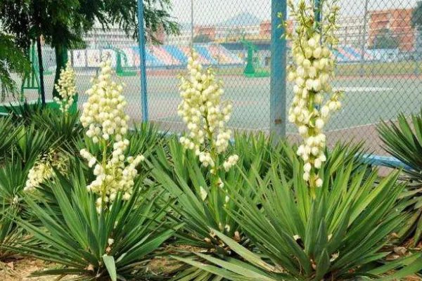 10月开什么花?