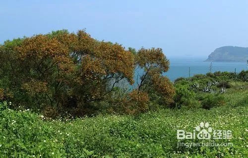 推荐漳州火山岛一日自助游