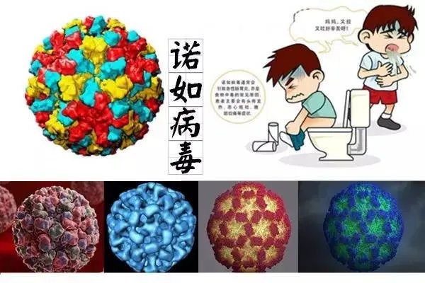 关于哈尔滨16名学生感染诺如病毒一事,你有何看法?