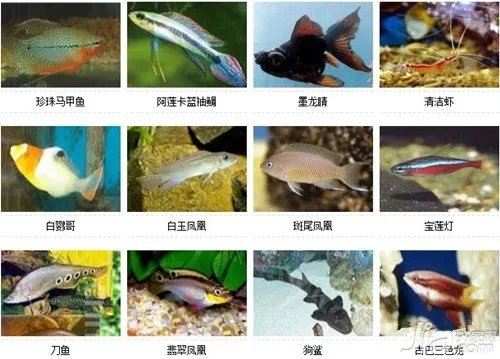 观赏鱼的种类 观赏鱼图片及名称