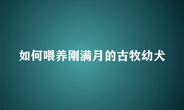 如何喂养刚满月的古牧幼犬