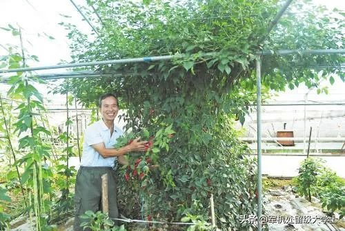 辣椒树能活几年？