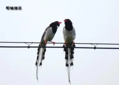 低声细语。是什么意思?