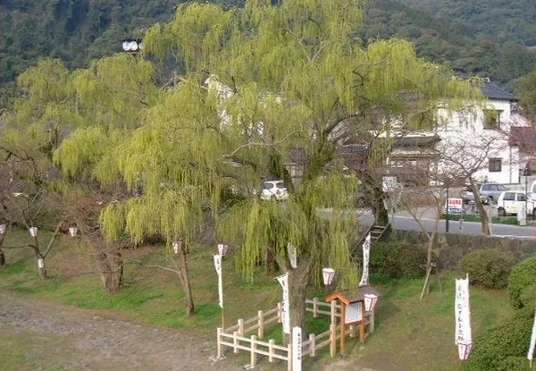 willow在英文里暗示