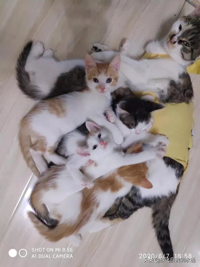 有哪些猫咪领养的网站或App可以推荐?