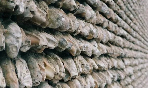 家家户户是“蚝宅”,为什么至今600年仍屹立不倒?