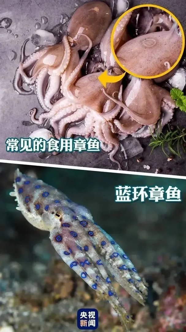含有剧毒的蓝环章鱼 正在悄悄混入市场