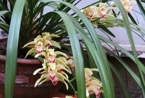 官方回应综艺嘉宾采摘珍稀植物,哪些植物不能随意采摘?