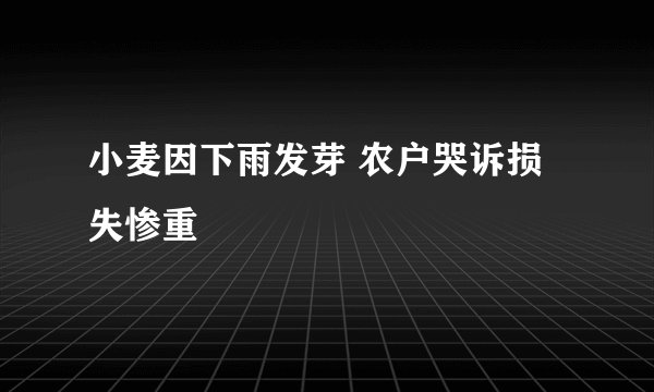 小麦因下雨发芽 农户哭诉损失惨重