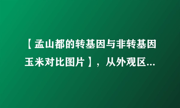 【孟山都的转基因与非转基因玉米对比图片】，从外观区分 转农药基因/转基因 作物是否有可能性？