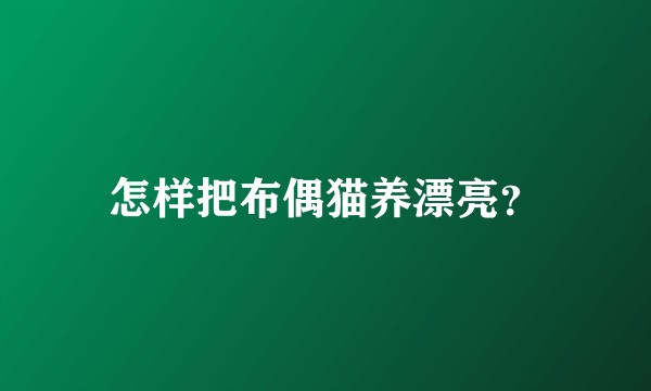 怎样把布偶猫养漂亮？
