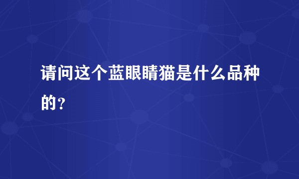请问这个蓝眼睛猫是什么品种的？